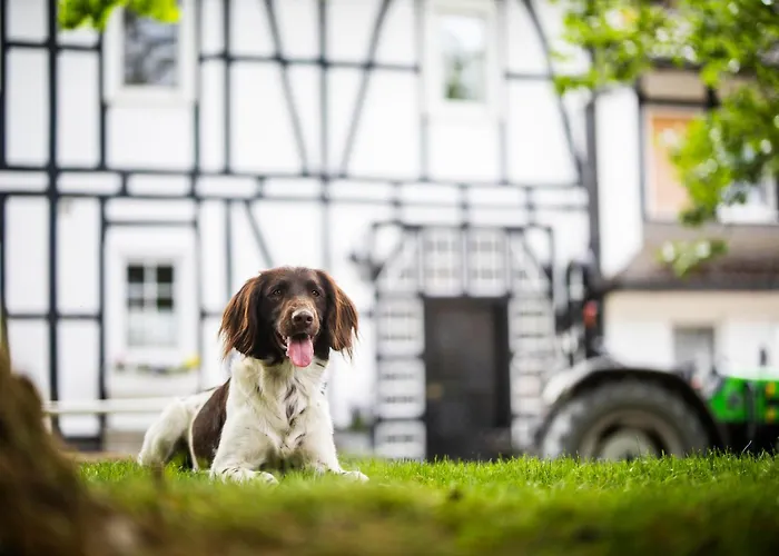 Hof Koehne - Haus Am Berg 3er Holiday home Schmallenberg